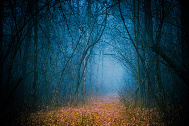 istock Enchanted pathway, covered with yellow leaves through the autumn forest among high trees in cold tones. 1357098922