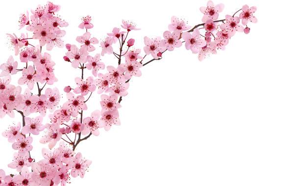 istock Pink cherry blossom in spring and blank space isolated on white 1357099058