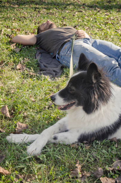 homme allongé dans l’herbe avec son chien - dog retrieving german shepherd pets photos et images de collection