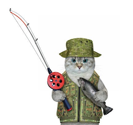 An ashen cat fisher with a fishing rod caught a trout. White background. Isolated.