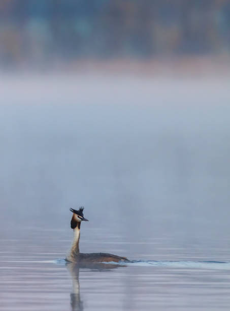 istock Great Crested Grebe (Podiceps cristatus), Southern Bohemia, Czech Republic 1357103163