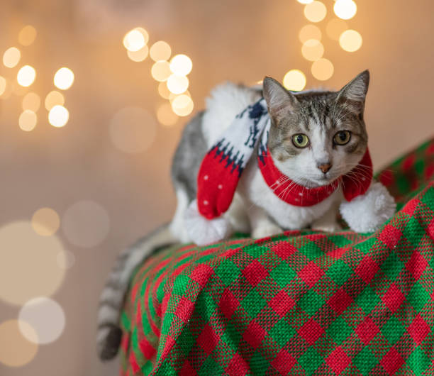 istock cat at home against christmas lights at background 1357103972