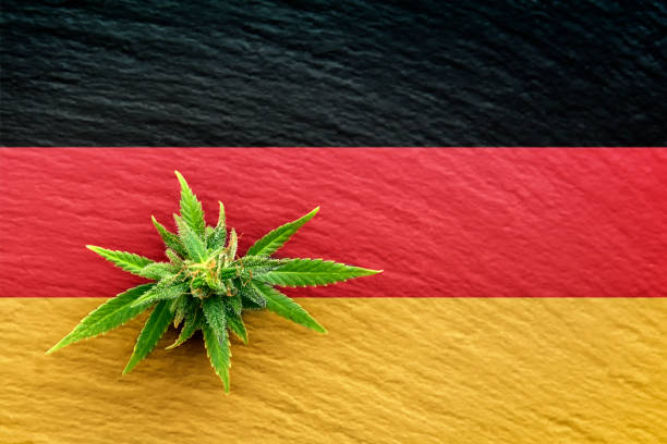 Cannabis flower with green leaves with the national flag of Germany, medical cannabis, legalization In Germany, the government is advising on the legalization of marijuana. The photo shows a cannabis flower with green leaves with the national flag of Germany. legalization stock pictures, royalty-free photos & images