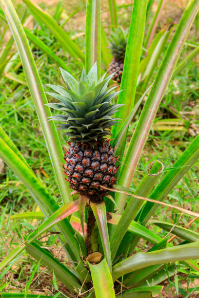istock Pineapple plant with unripe fruit growing in the garden 1357107787