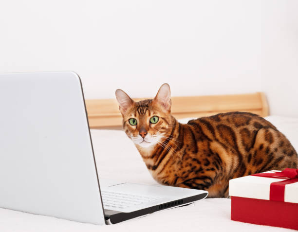 Beautiful bengal cat lying by gift box on bed looking at camera near laptop in white interior.Copy space.Holiday online shopping,work from home on vacation.Funny smart pet. hermoso gato de bengala acostado junto a la caja de regalo en la cama mirando la cámara cerca de la computadora portátil en interior blanco. espacio de copia. compras en línea de vacaciones, trabajar desde casa en vacaciones. mascota inteligente y diver