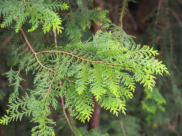 istock Leaves of hinoki cypress (Japanese cypress, Chamaecyparis obtusa) 1357108851