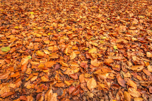 Closeup of brown, orange and yellow colored tree leaves fallen on the bottom of the forest. The photo was taken early in the morning of a sunny day in the Dutch fall season.