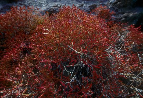 Sesuvium edmonstoni plants (endemic) Isla Santa FÃ© in the Galapagos Islands, Ecuador. Sesuvium edmonstoni plants (endemic) Isla Santa FÃ© in the Galapagos Islands, Ecuador. fã stock pictures, royalty-free photos & images