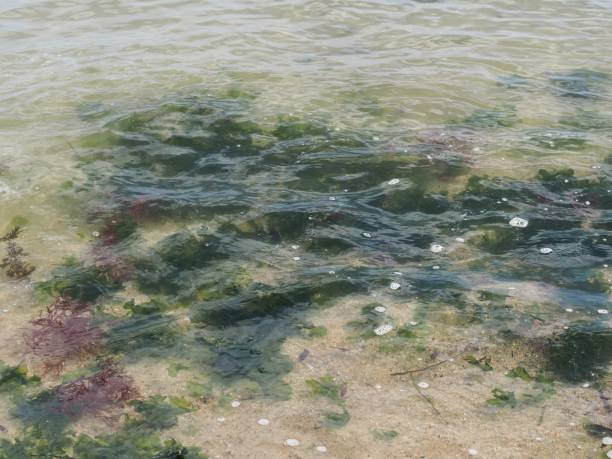 istock Brown seaweed floating in the water 1357110980