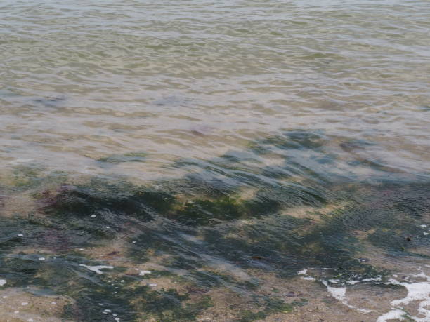 istock Brown seaweed floating in the water 1357110990