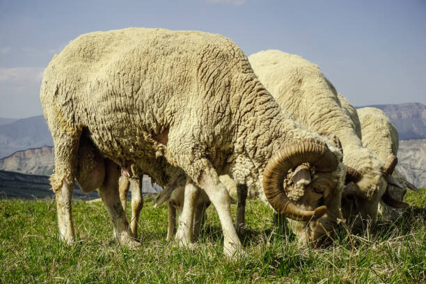 Sheep with big horns graze on a meadow in the mountains in Dagestan