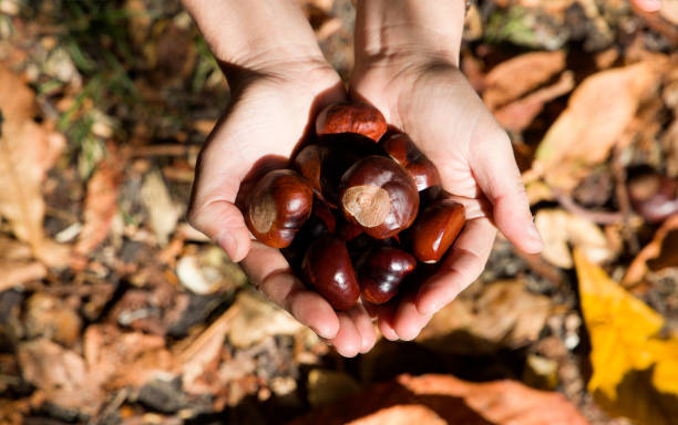 istock hands holding a handful of chestnuts from the park 1357111775