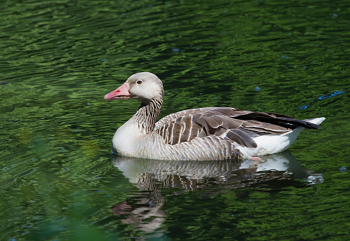 Closeup shot of a beautiful gray goose floating on the water