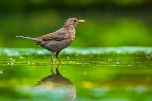 Closeup of a wet Common Blackbird female, Turdus merula washing, preening, drinking and cleaning in water. Selective focus and low poit of view