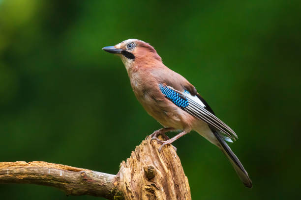 istock Eurasian jay Garrulus glandarius bird perched in a forest tree 1357115230