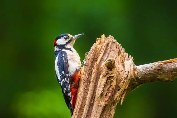 Closeup of a great spotted woodpecker bird, Dendrocopos major, perched on a tree in a forest