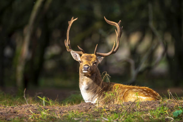istock Fallow deer stag rut during Autumn season. 1357115268