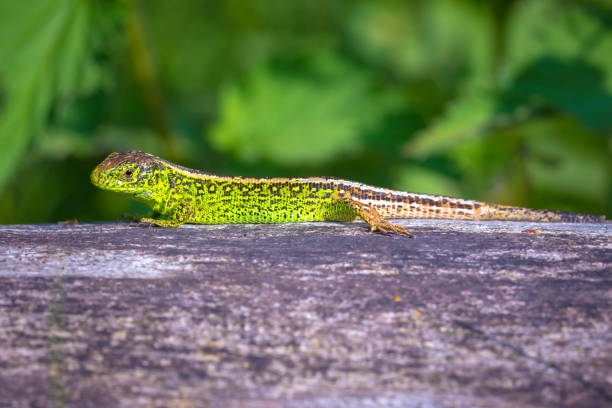 istock Sand lizard, Lacerta agilis, green male 1357115301
