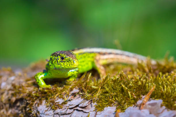 lagarto de arena, lacerta agilis, macho verde - lacerta agilis fotografías e imágenes de stock