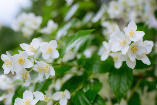istock Twig with white jasmine flower in spring 1357116227