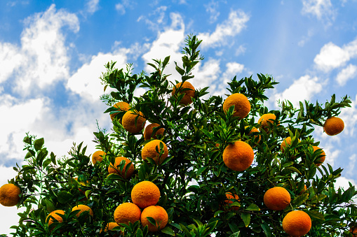 An orange tree that has given a plentiful harvest with its unique beauty under the clouds.