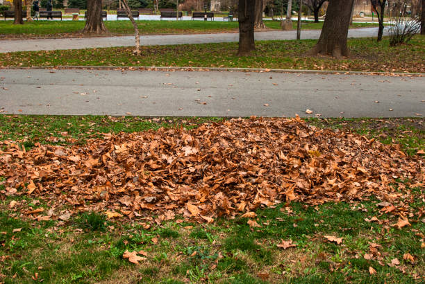 istock Pile of dry leaves 1357118524