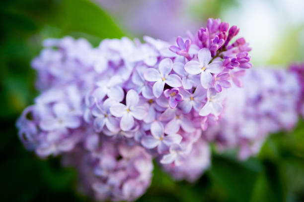 istock Lilac spring flowers bouquet purple background art design. 1357121130