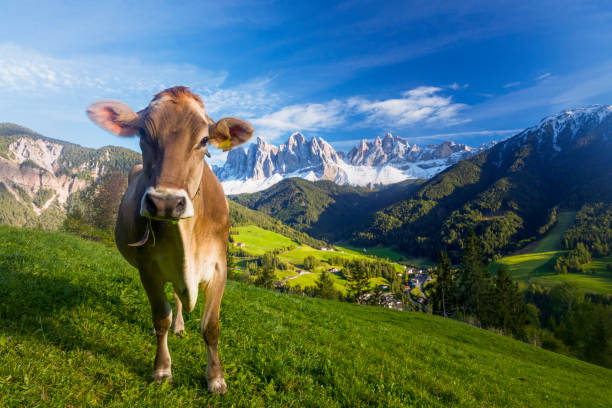 vaca feliz en un prado alpino con vistas a val di funes, tirol del sur - cencerro fotos fotografías e imágenes de stock