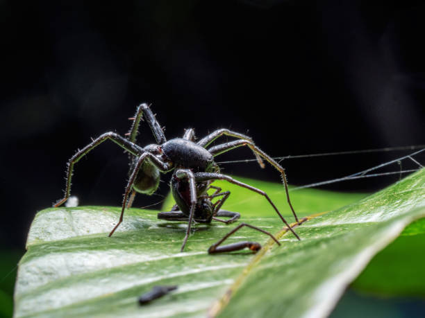 istock female spider eats male one 1357125269