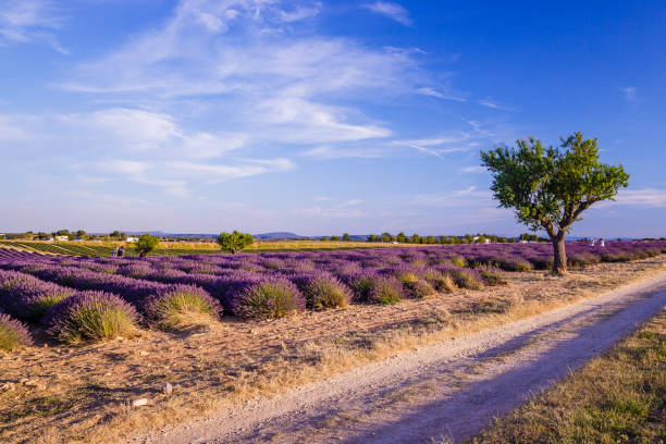 Country road and lavender field in bloom in Valensole in Provence, France