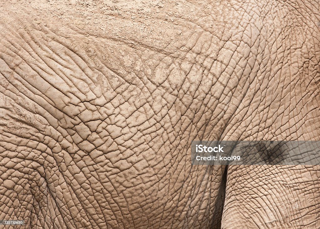 Elephant Haut weg - Lizenzfrei Fotografie Stock-Foto