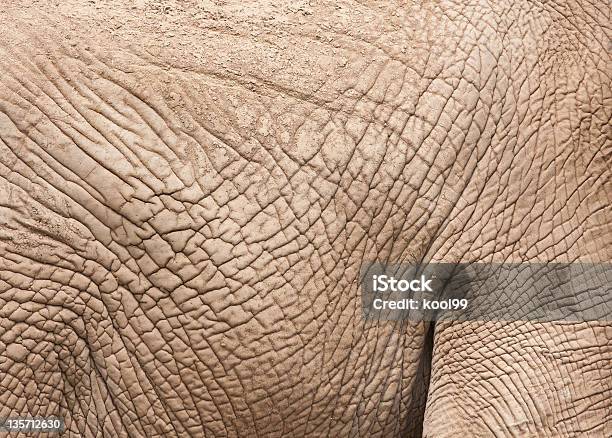 Elephant Haut Weg Stockfoto und mehr Bilder von Fotografie - Fotografie, Gefaltet, Horizontal