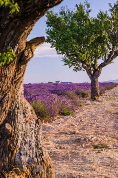 Olive trees and lavender fields in bloom in Valensole in Provence, France
