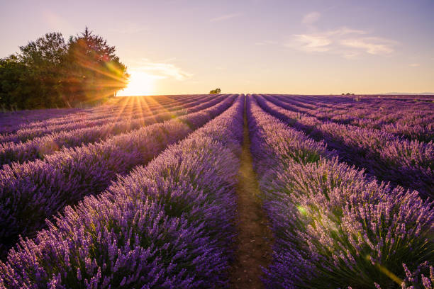 istock Ray of light duting a beautiful sunset on a lavender field 1357126446