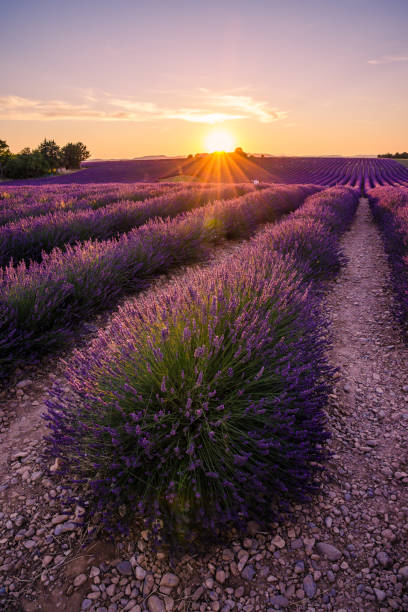 istock Ray of light duting a beautiful sunset on the lavender fields 1357126464