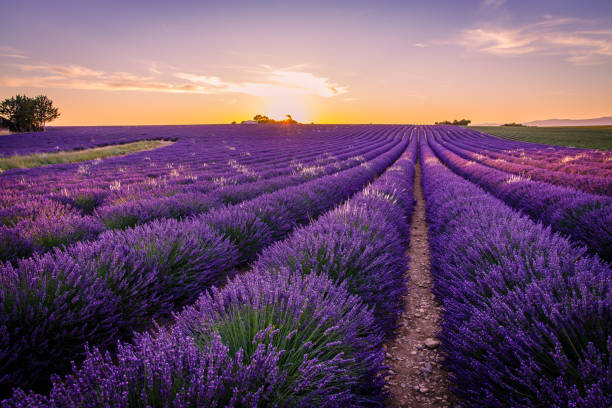 istock Lavender field of Provence on a summer day 1357126466