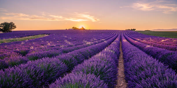 istock Lavender field of Provence on a summer day 1357126469