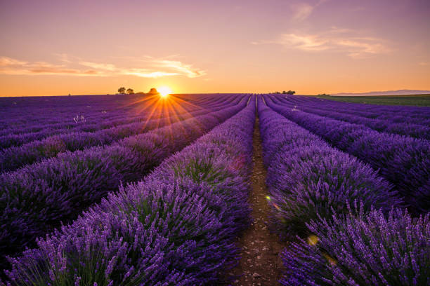 istock Sunset on a lavender field in Valensole 1357126485