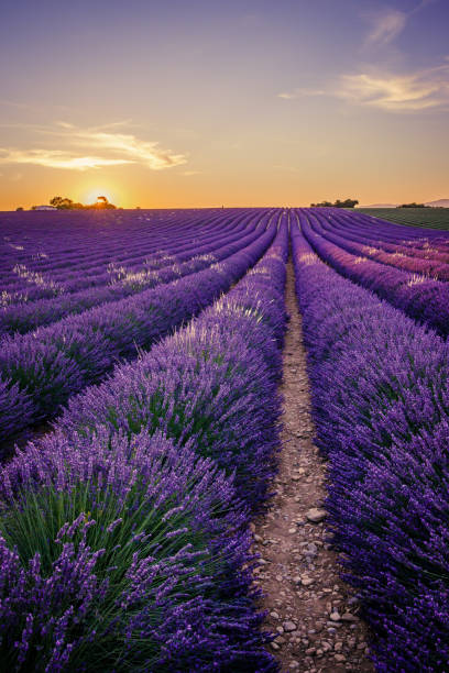 istock Lavender field of Provence on a summer day 1357126496