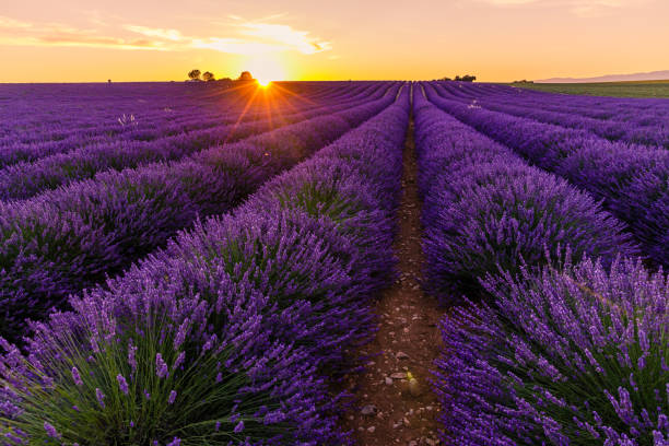 istock Lavender field of Provence at sunset 1357126518