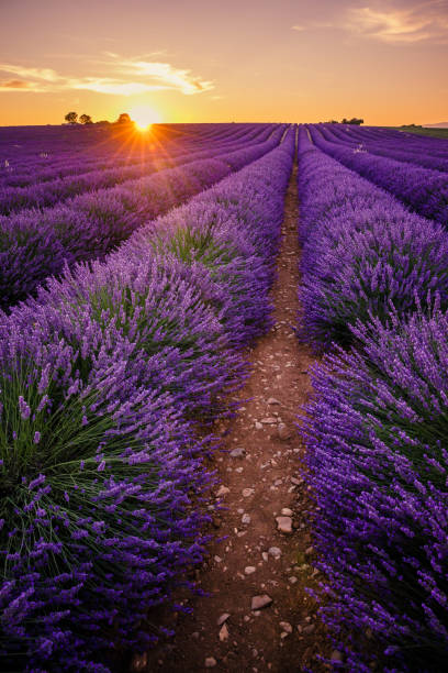 istock Ray of light duting a beautiful sunset on a lavender field in bloom 1357126522