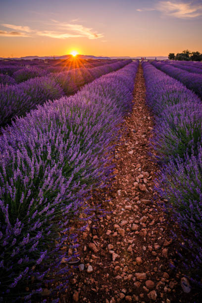 istock Lavender field at sunset in Valensole 1357126523