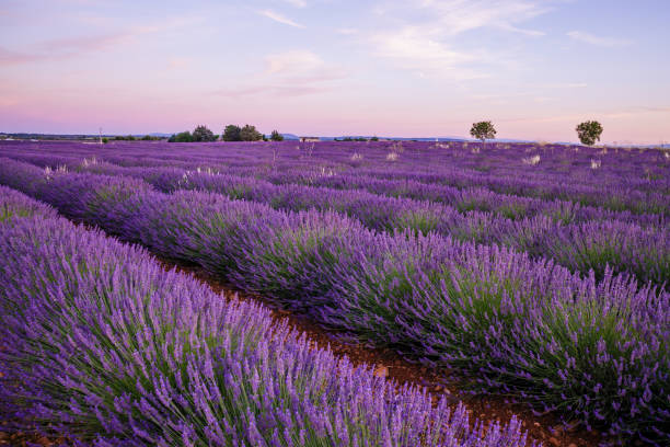 istock Lavender field of Provence on a summer day 1357126782