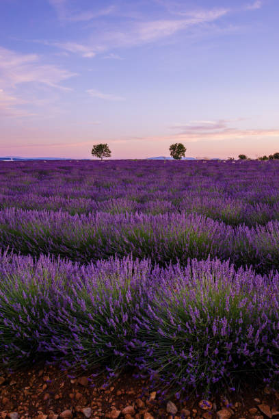 istock Two trees at the top of a lavender fields in bloom in Valensole 1357126785