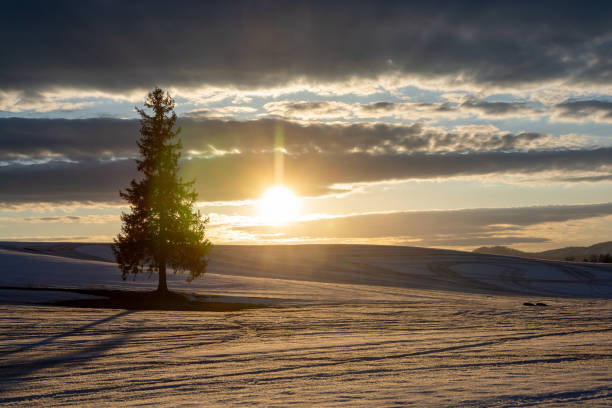 istock Pine trees standing in a snowy field at dusk in early spring 1357126800