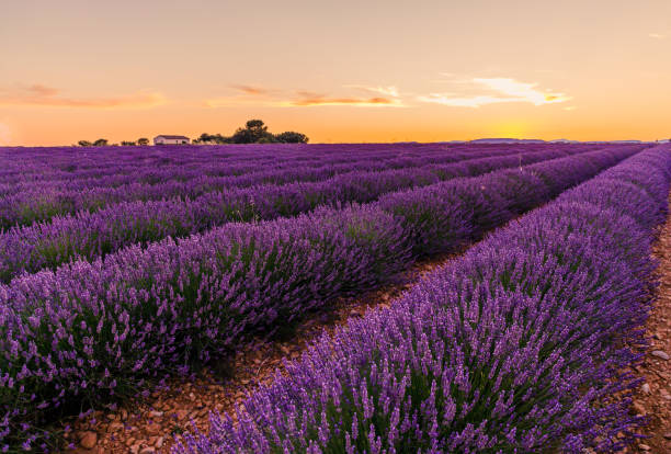 istock Lavender field at sunset in Valensole 1357126812