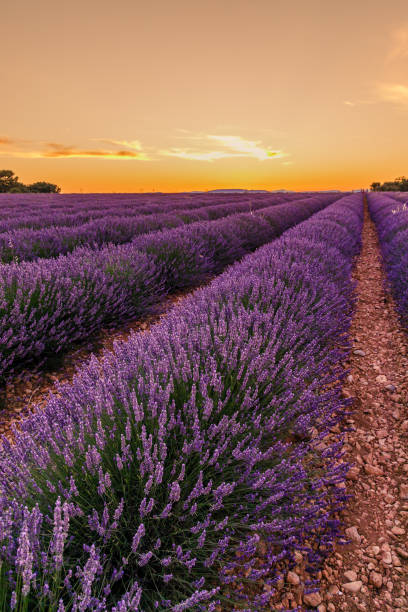 istock Lavender field at sunset in Valensole 1357126816