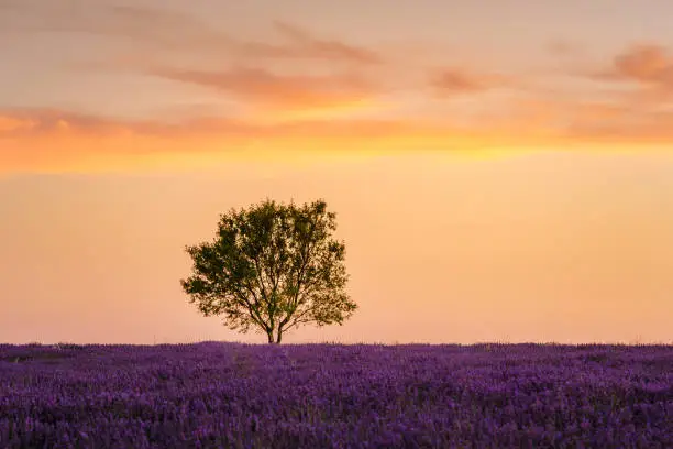 Lonely tree at sunset on a lavender field in bloom in Valensole in Provence, France