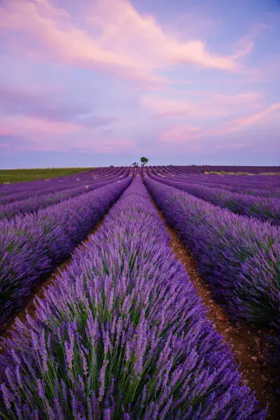 Lavenders fields in bloom during a beautiful sunset on the Valensole Plateau in Provence in the south of France