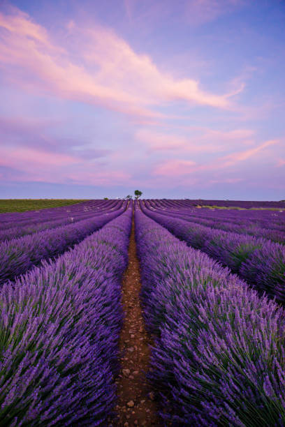 istock Lavenders fields in bloom during a beautiful sunset 1357126973